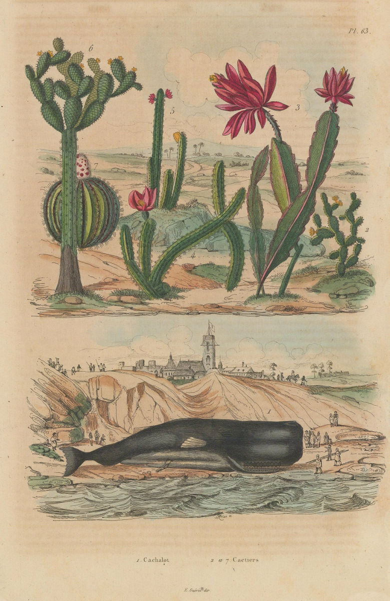 PLANTS. Cachalot (Sperm Whale). Beached. Cactiers (Cactus) 1833 old print