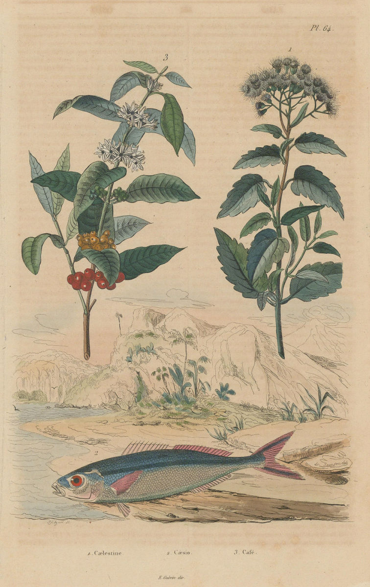 Caelestine. Caesio (Fusilier fish). Café Coffee plant 1833 old antique print