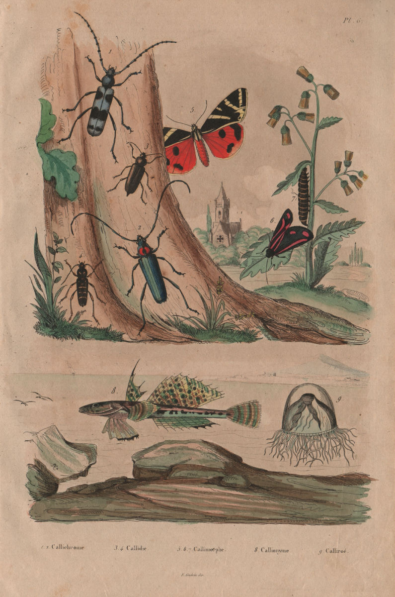 Associate Product Callichroma & Callidium beetles. Callimorpha moths. Sculpin fish. Calliroé 1833