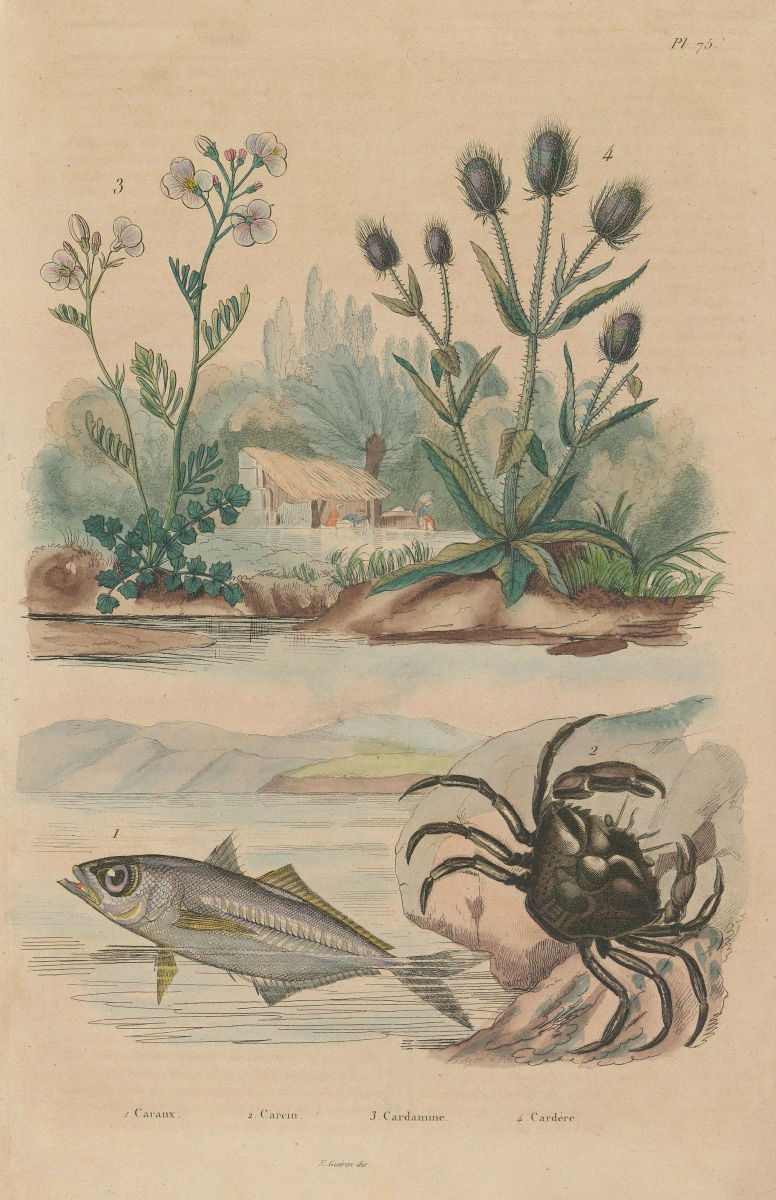 Associate Product Kingfish.Shore crab.Cardamine/cuckooflower.Dipsacus fullonum/Wild teasel 1833