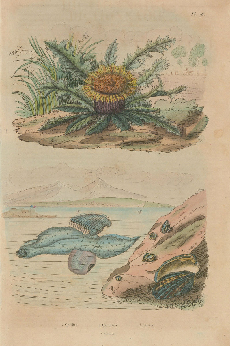 Associate Product Carditis.Carinaria/Floating sea snail. Carline Thistle Carlina acanthifolia 1833