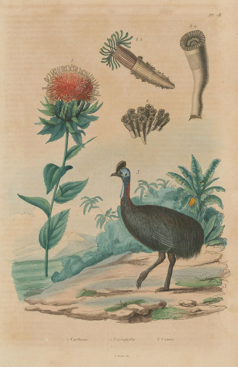 Carthame (Safflower). Caryophyllia (solitary corals). Cásoar (Cassowary) 1833