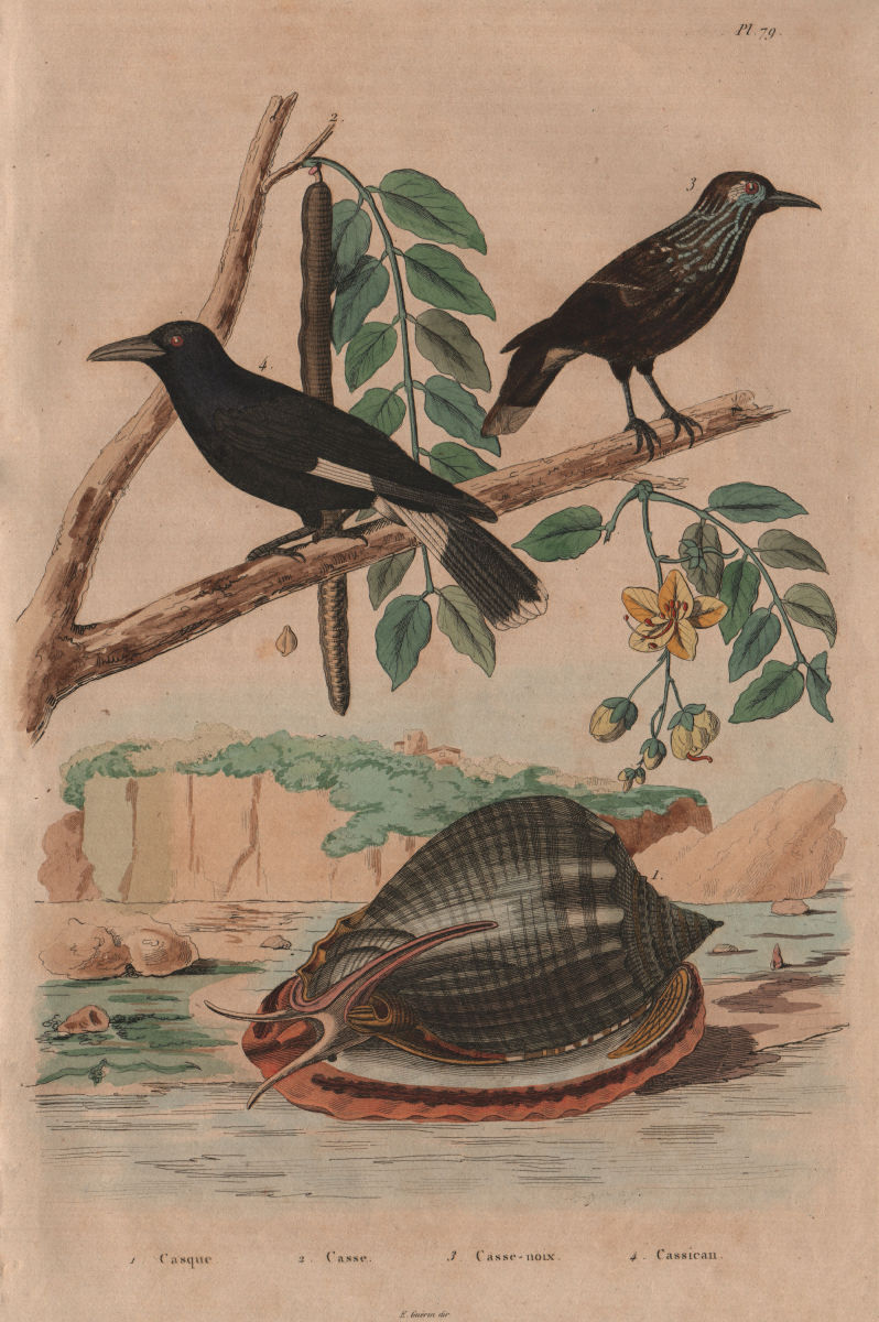Associate Product Helmet snail. Cassia tree. Cassenoix/Nutcracker. Cassican/Australian magpie 1833