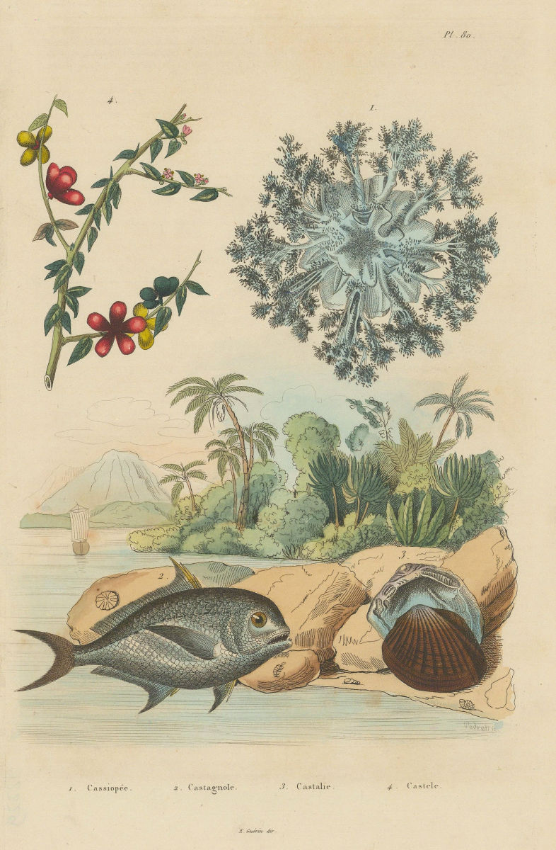 Associate Product Cassiopeia Andromeda (Upside-down jellyfish). Pomfret. Castalia ambigua 1833