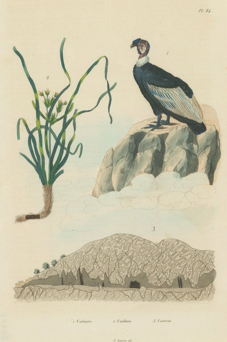 Catharte (Turkey Vulture). Caulinia (Najas). Caverne (Cave) 1833 old print