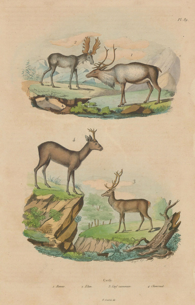 Associate Product Cerfs (Deer). Renne (Reindeer). Elan (Moose). Chevreuil (Roe deer) 1833 print