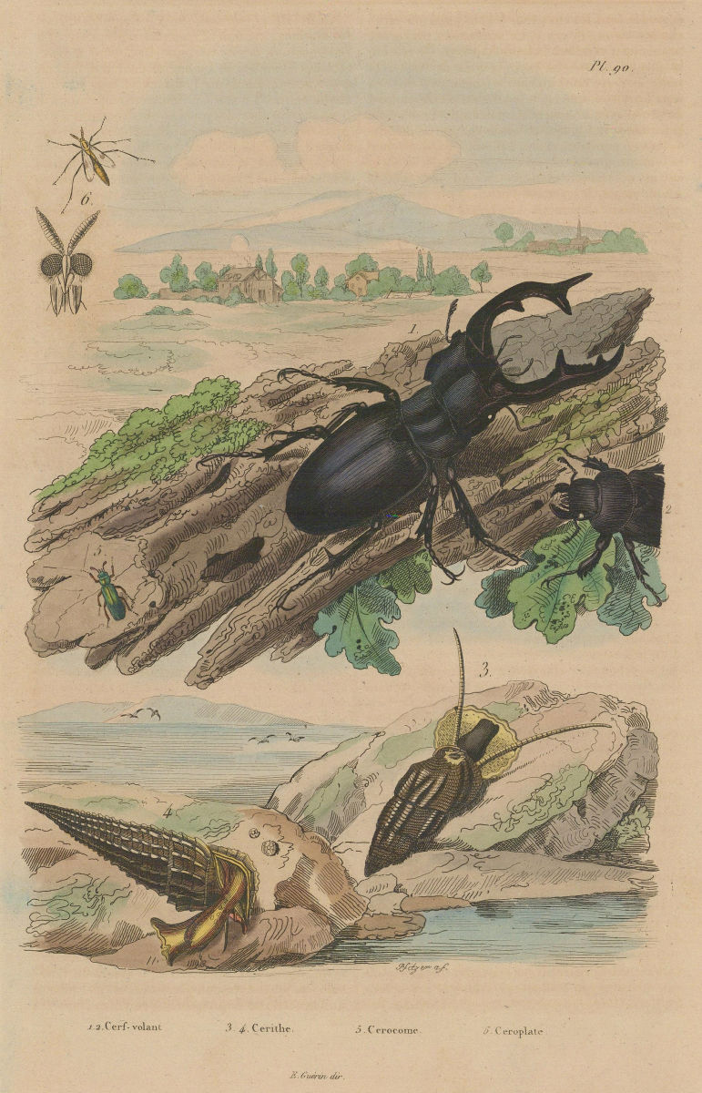 Associate Product Lucanus cervus/Stag beetle. Cerith/Rhinoclavis vertagus.Cerocoma.Ceroplatus 1833