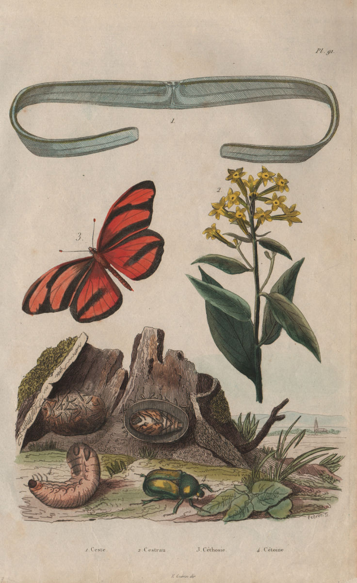 Associate Product Cestoda/flatworm.Cestrum/Jessamine.Cethosia/Lacewing butterfly.Rose chafer 1833