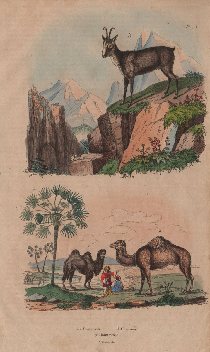 Chameaux (Camels). Chamois. Chamaerops (Dwarf fan palm) 1833 old antique print
