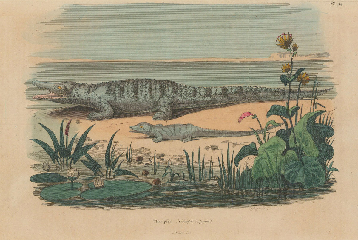 Associate Product CROCODILES. Champsès (Crocodile vulgaire). Adult & juvenile 1833 old print