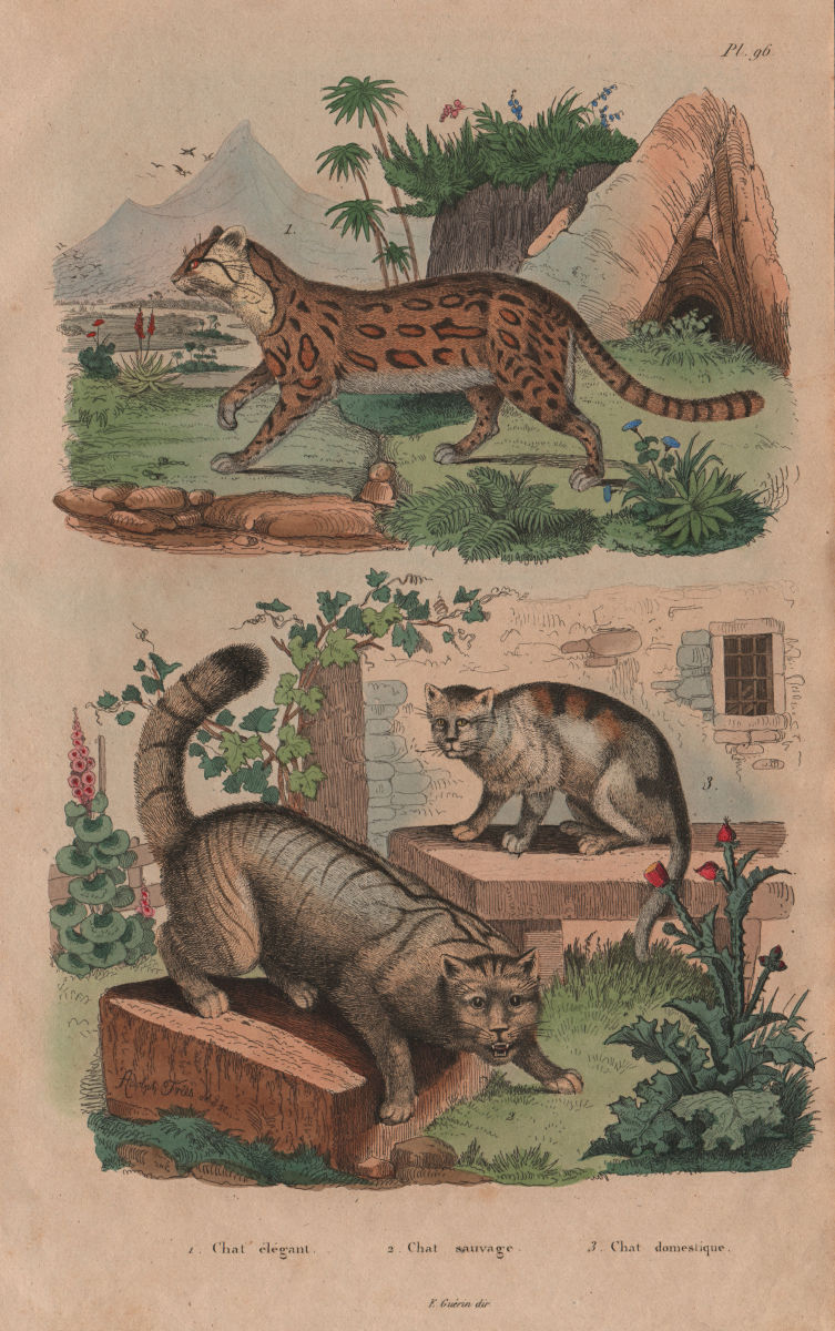 CATS. Chat-élégant (Margay?). Chat Sauvage (Wildcat). Chat (Domestic Cat) 1833