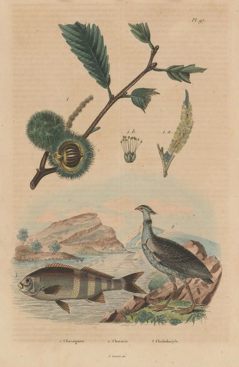 Associate Product Chataignier/Chestnut tree.Chavaria/Northern screamer.Cheilodactylus/morwong 1833