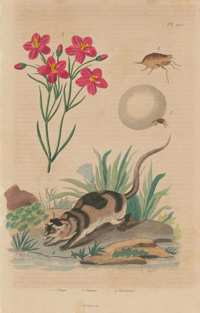 Chique (chigoe flea). Chironia. Chironecte (Water Opposum) 1833 old print