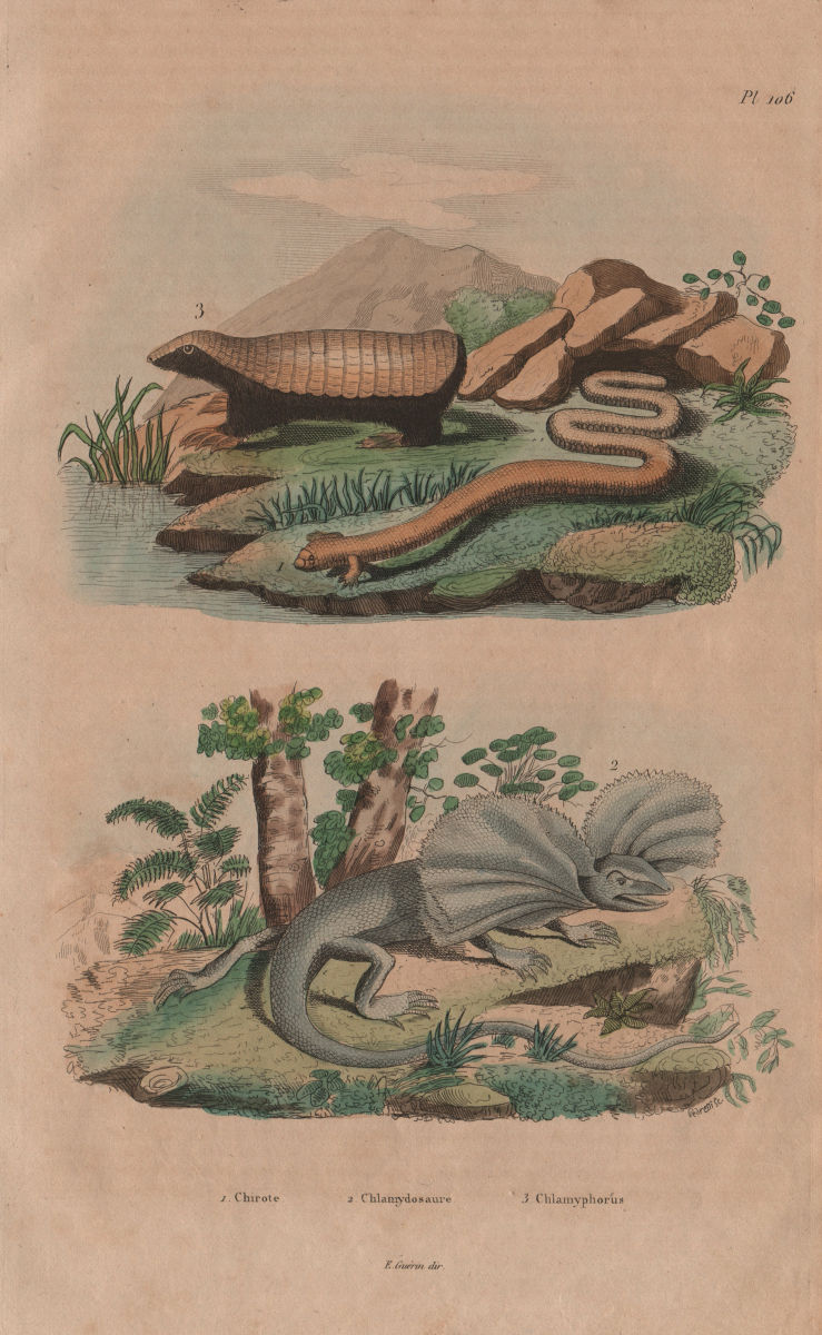 Bipes (ajolotes). Frill Necked Lizard. Chlamyphorus (Pink Fairy Armadillo) 1833