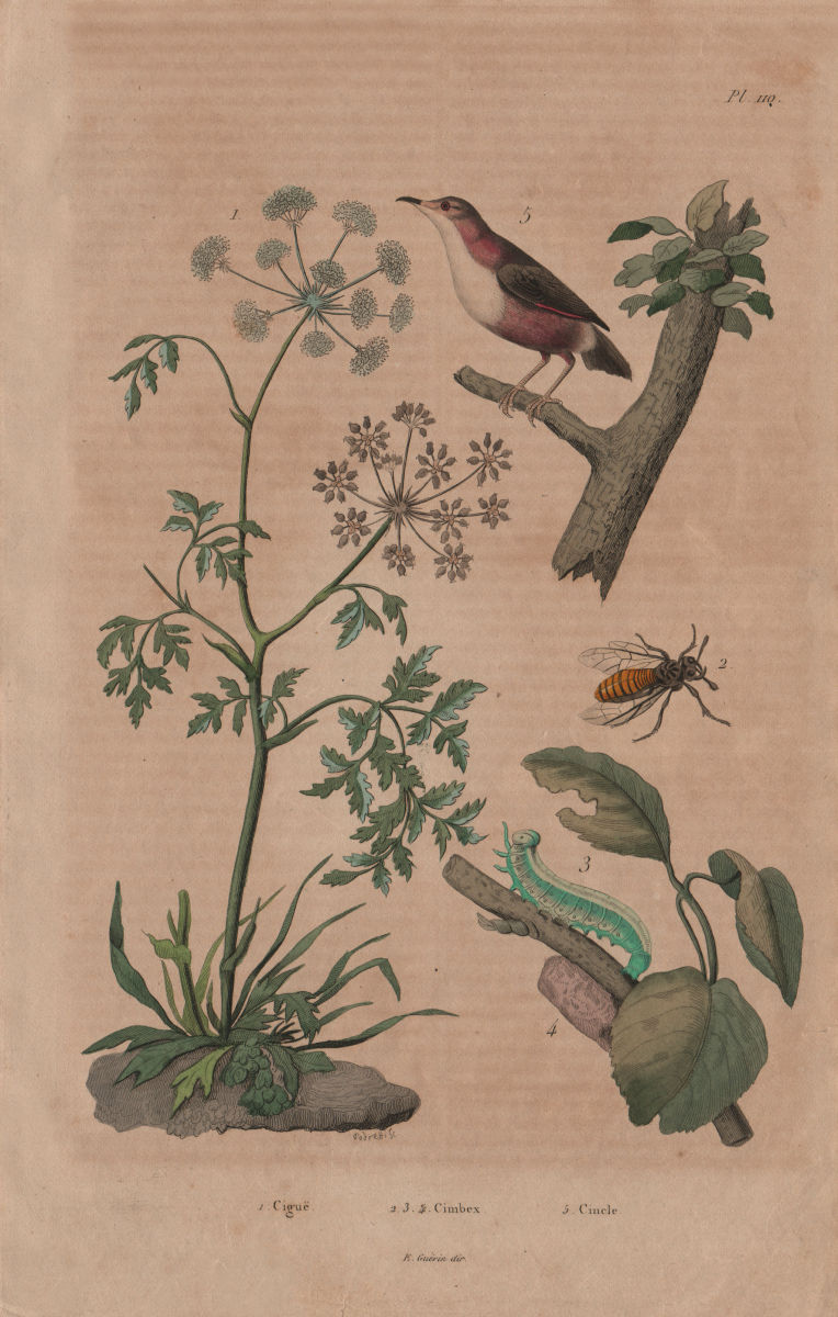 Associate Product PLANTS. Ciguë (Hemlock). Cimbex (Sawfly). Cincle (European Dipper) 1833 print
