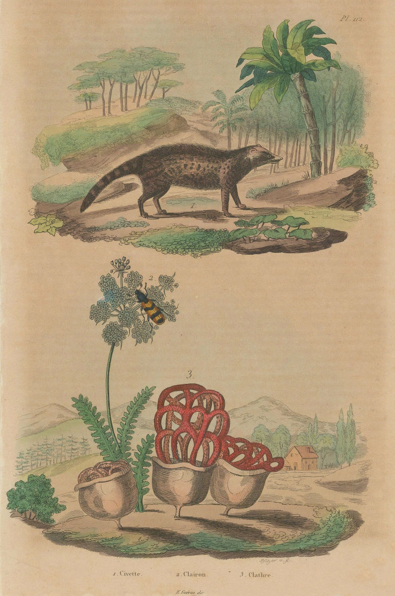 Associate Product Civette (Civet). Clairon (Trichodes apiarius). Clathrus ruber fungus 1833