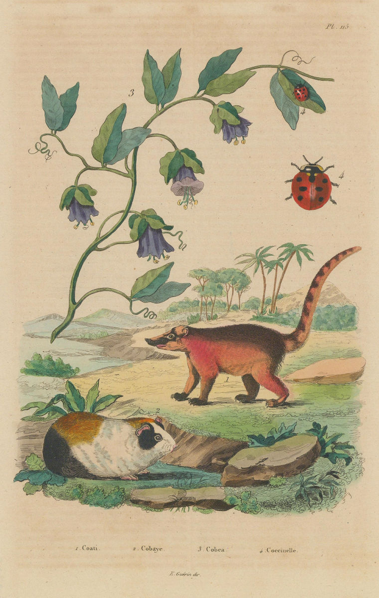 Coati. Cobaye (Guinea Pig). Cobaea (climbing plant). Coccinelle (Ladybird) 1833