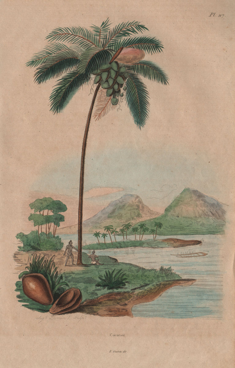COCONUTS. Cocotier (Coconut tree). Palm 1833 old antique vintage print picture