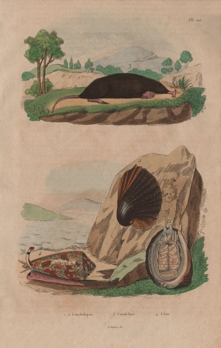 Associate Product Concholepas (Chilean abalone). Condylure (Nosed Mole). Conus sea snail 1833