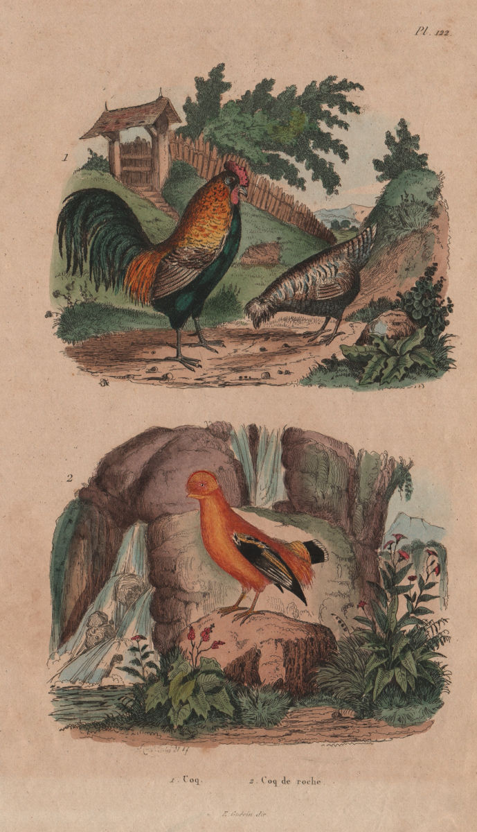 POULTRY. Coq (Chicken). Coq de Roche (Rock Rooster) 1833 old antique print