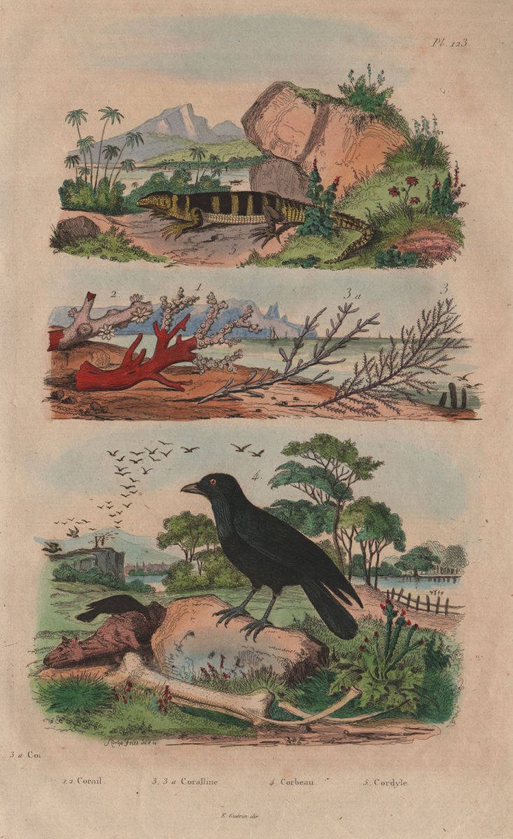 Associate Product Coral. Coralline algae. Corbeau (Raven). Cordyle (Armadillo girdled lizard) 1833