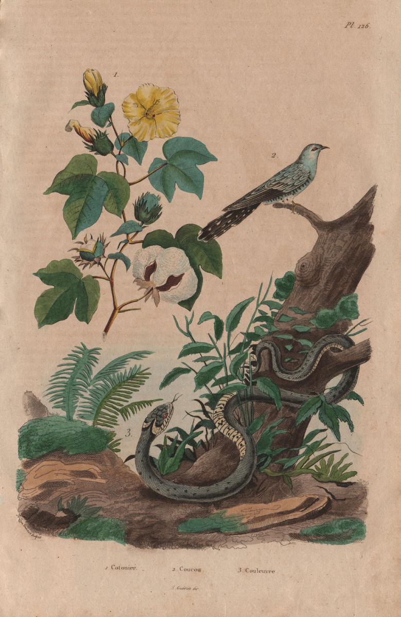 Associate Product PLANTS. Cotonier (Cotton Plant). Coucou (Cuckoo). Couleuvre (Grass Snake) 1833