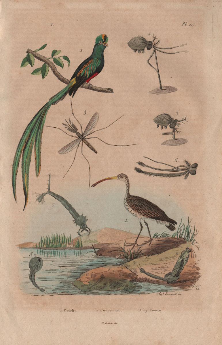 BIRDS. Courlis (Curlew). Quetzal. Cousin Cranefly 1833 old antique print