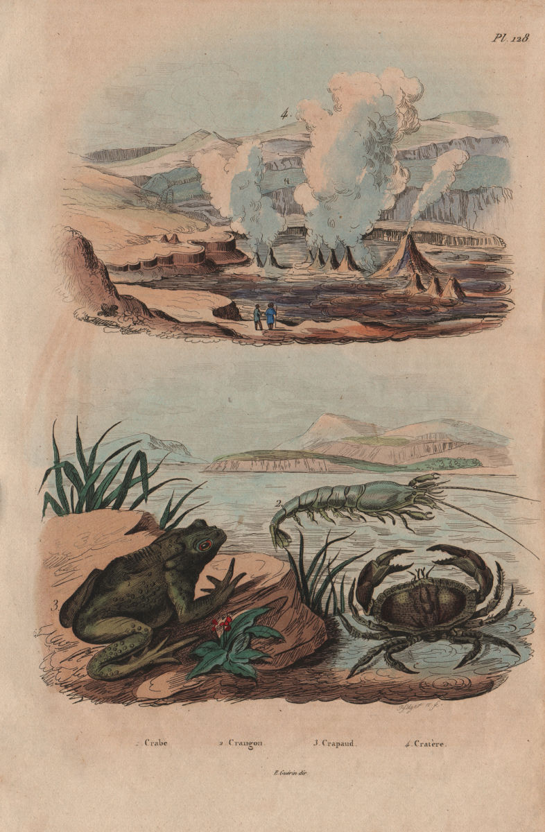 Associate Product Crabe (Crab). Crangon (caridean shrimp). Crapaud (Toad). Geysers 1833 print