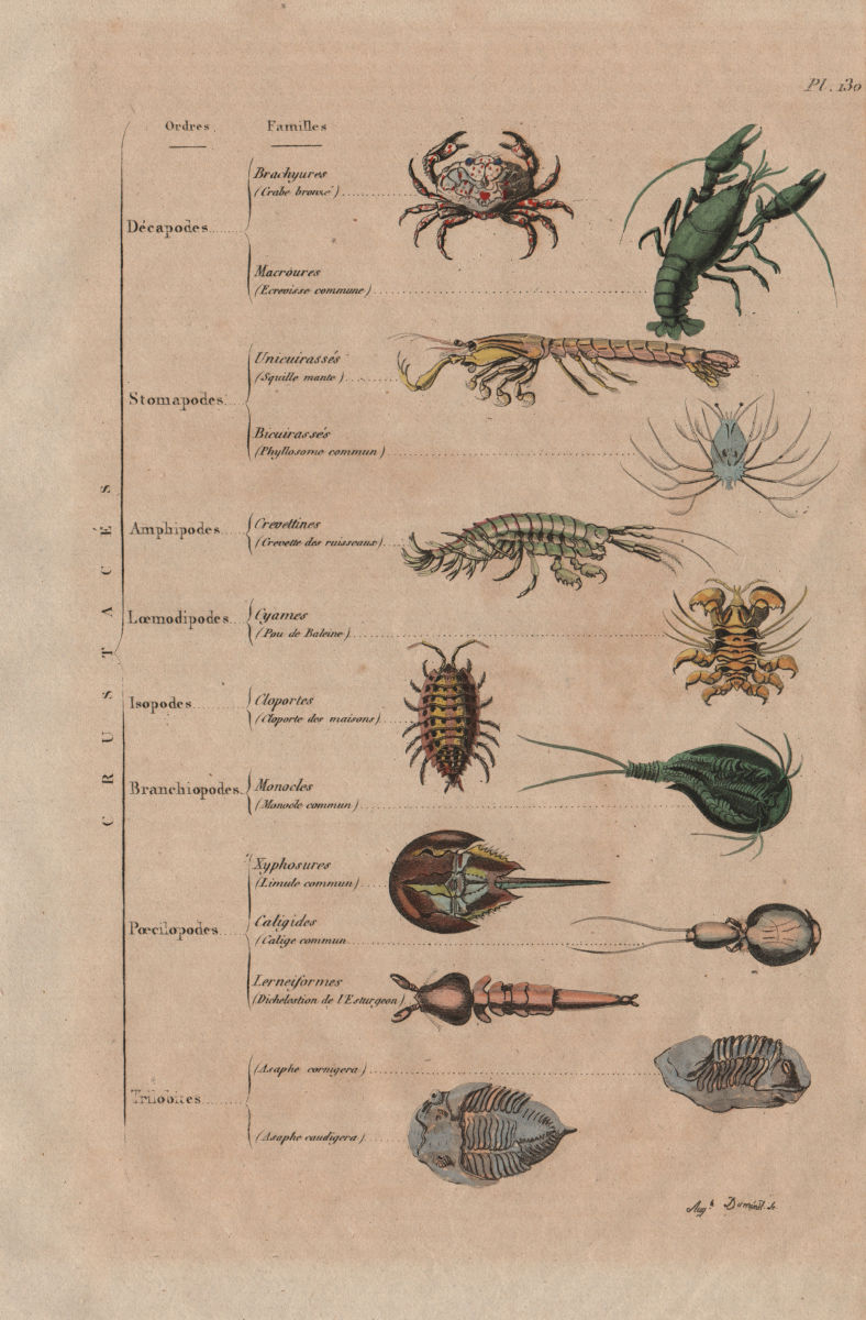 CRUSTACEANS. Crustacés (Crustaceans) 1833 old antique vintage print picture