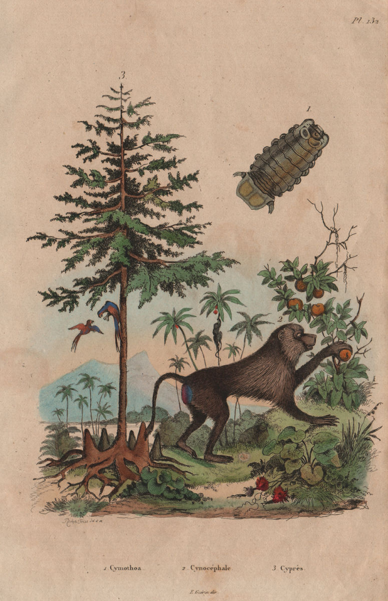 Cymothoa (tongue-eating louse). Cynocephalus (yellow baboon). Cypress 1833