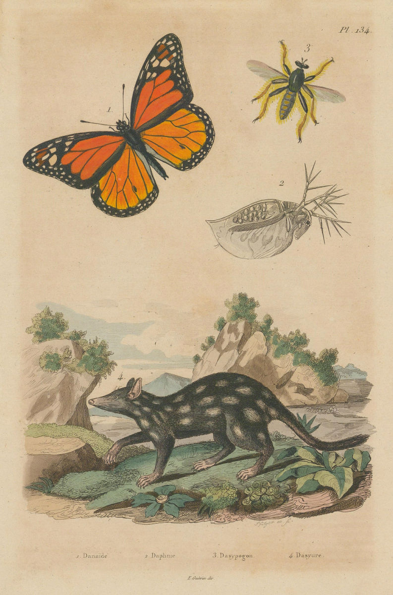 Danainae/Milkweed butterfly.Daphnia.Dasypogoninae/Robberfly.Dasyurus/Quoll 1833