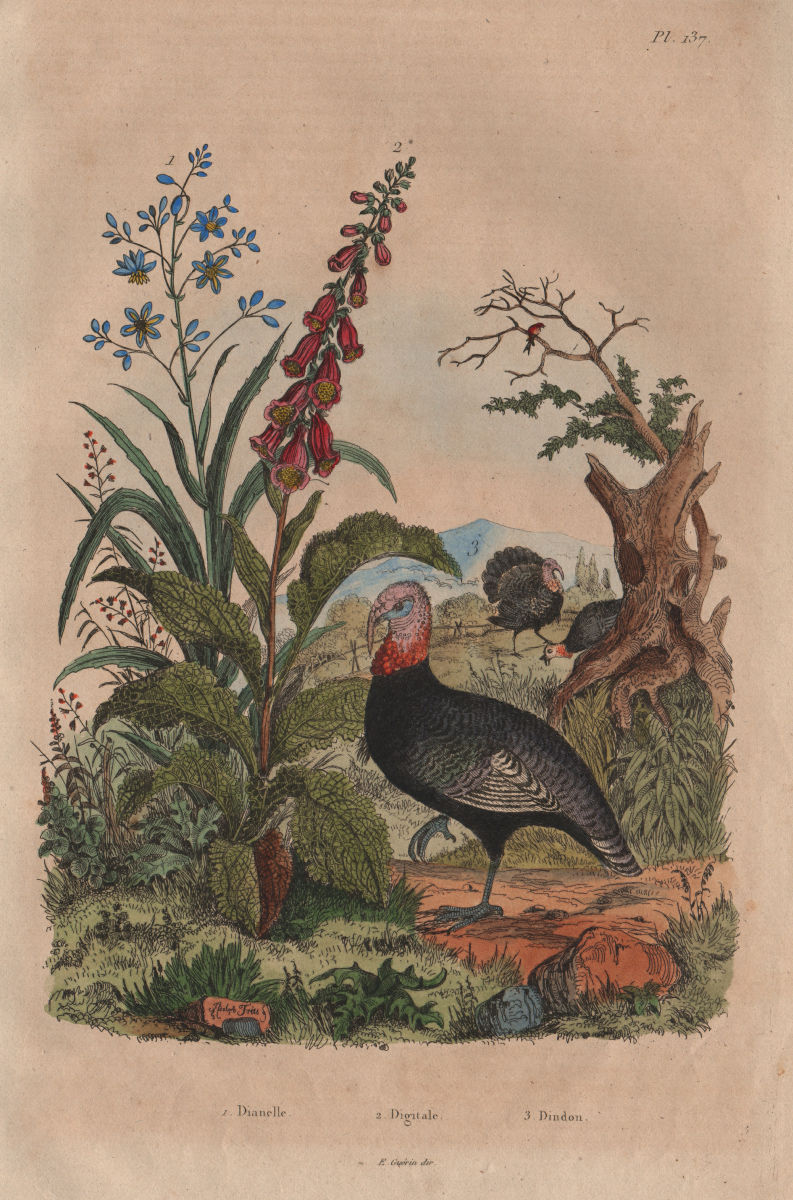 Associate Product POULTRY. Dianella (Flaxlillies). Digitalis (Foxgloves). Dindon (Turkey) 1833