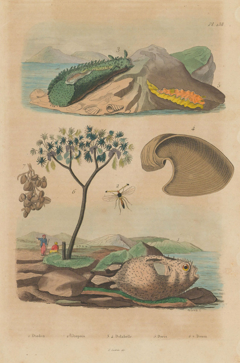 Associate Product Porcupinefish. Diopsis/ichneumon wasp. Sea hare. Doris sea slug. Doum palm 1833