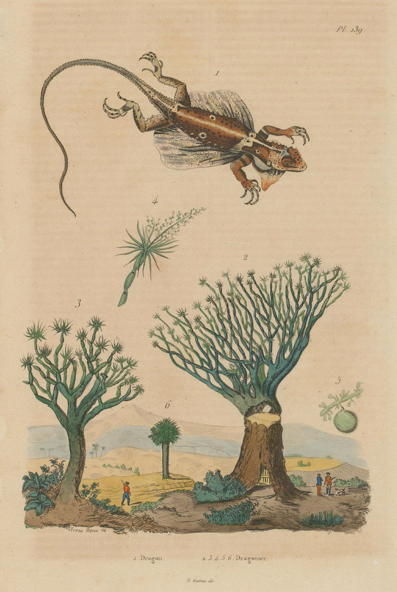 Draco Volcans (Flying Dragon). Dragonier (Dragon Tree/Drago) 1833 old print