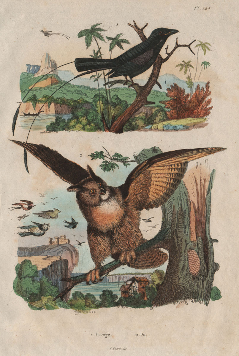 BIRDS. Greater Racket-tailed Drongo. Duc (Eurasian Eagle-Owl) 1833 old print
