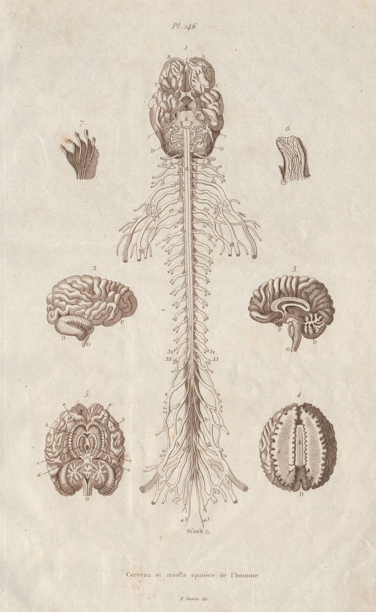 ANATOMY. Human brain and spinal cord 1833 old antique vintage print picture
