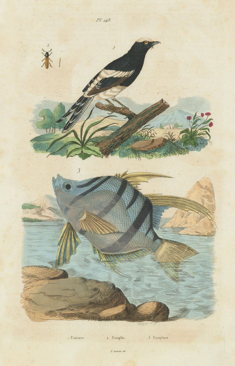 Enicure (Forktail). Enoplie. Enoplosus armatus (Old wife) 1833 print