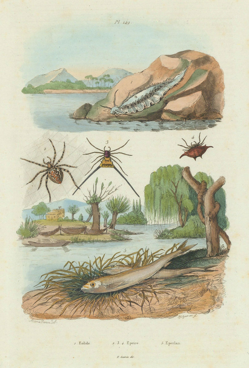 Associate Product Eolide (Aeolidioidea - sea slug). Epeire (Spiders). Eperlan (Mudfish) 1833