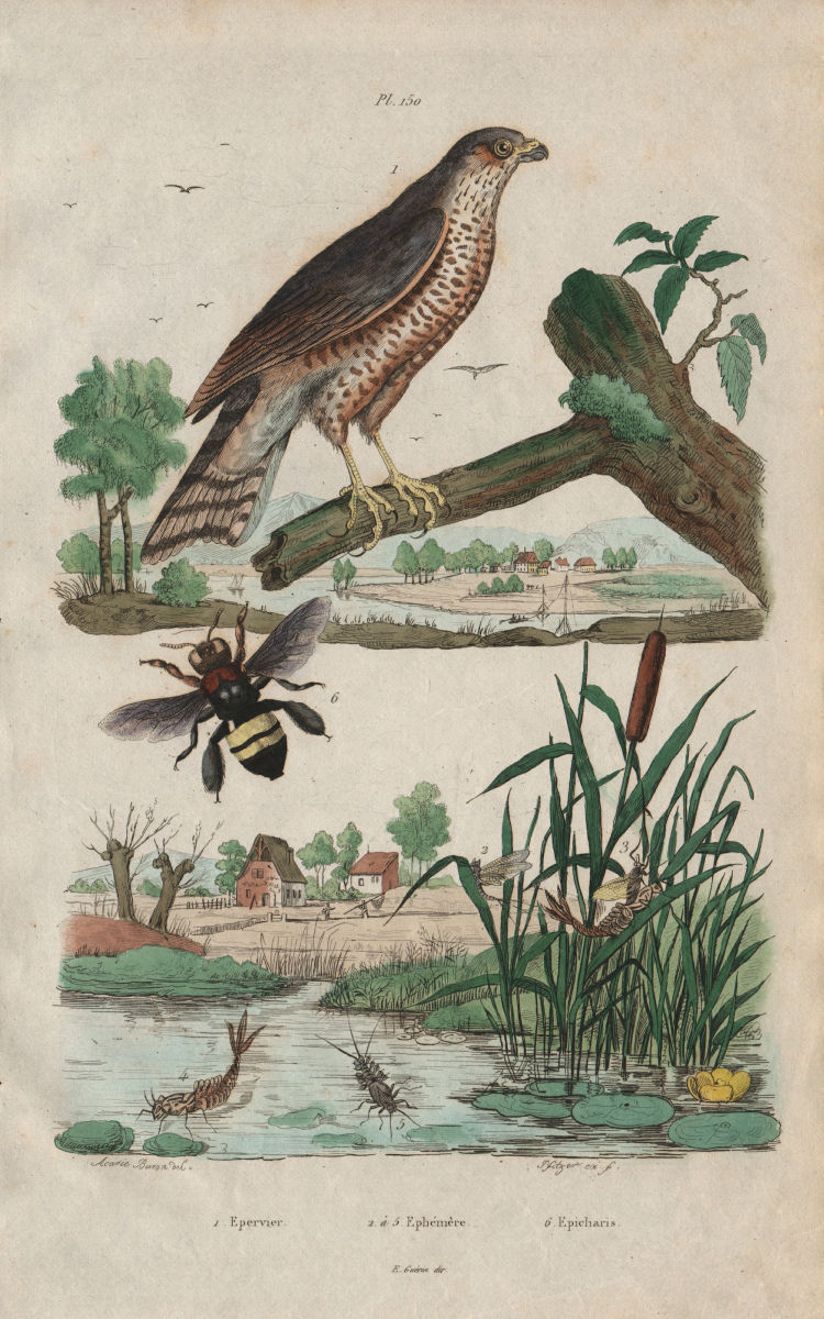Associate Product Epervier (Sparrowhawk). Ephémère (Mayfly). Epicharis (apid bee) 1833 old print