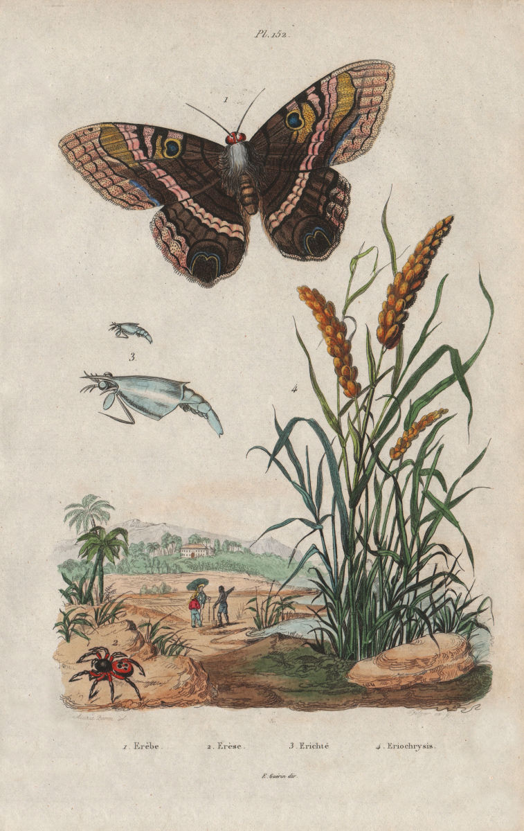 Associate Product Erebus moth. Eresus cinnaberinus (Ladybird Spider). Eriochrysis grass 1833
