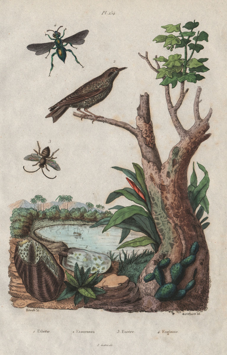 Associate Product Etheria. Starling. Apis tumulorum/Euglossa (small long horned/orchid bees) 1833