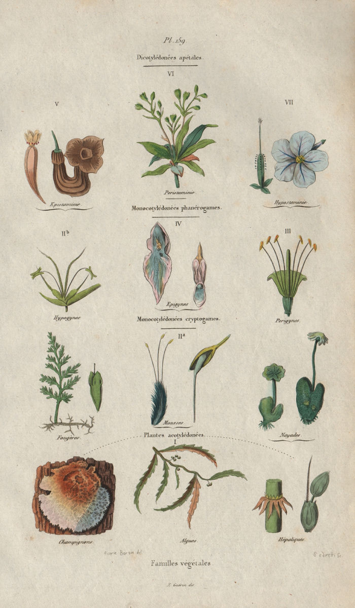 PLANT FAMILIES. Dicotyledons (Dicots). Monocotyledons (Monocots) 1833 print