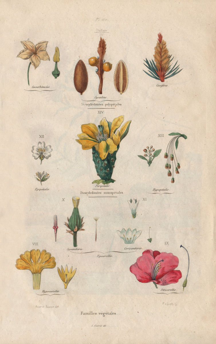 PLANT FAMILIES. Familles vegetales. Dicotyledons (Dicots). Mono/many petals 1833