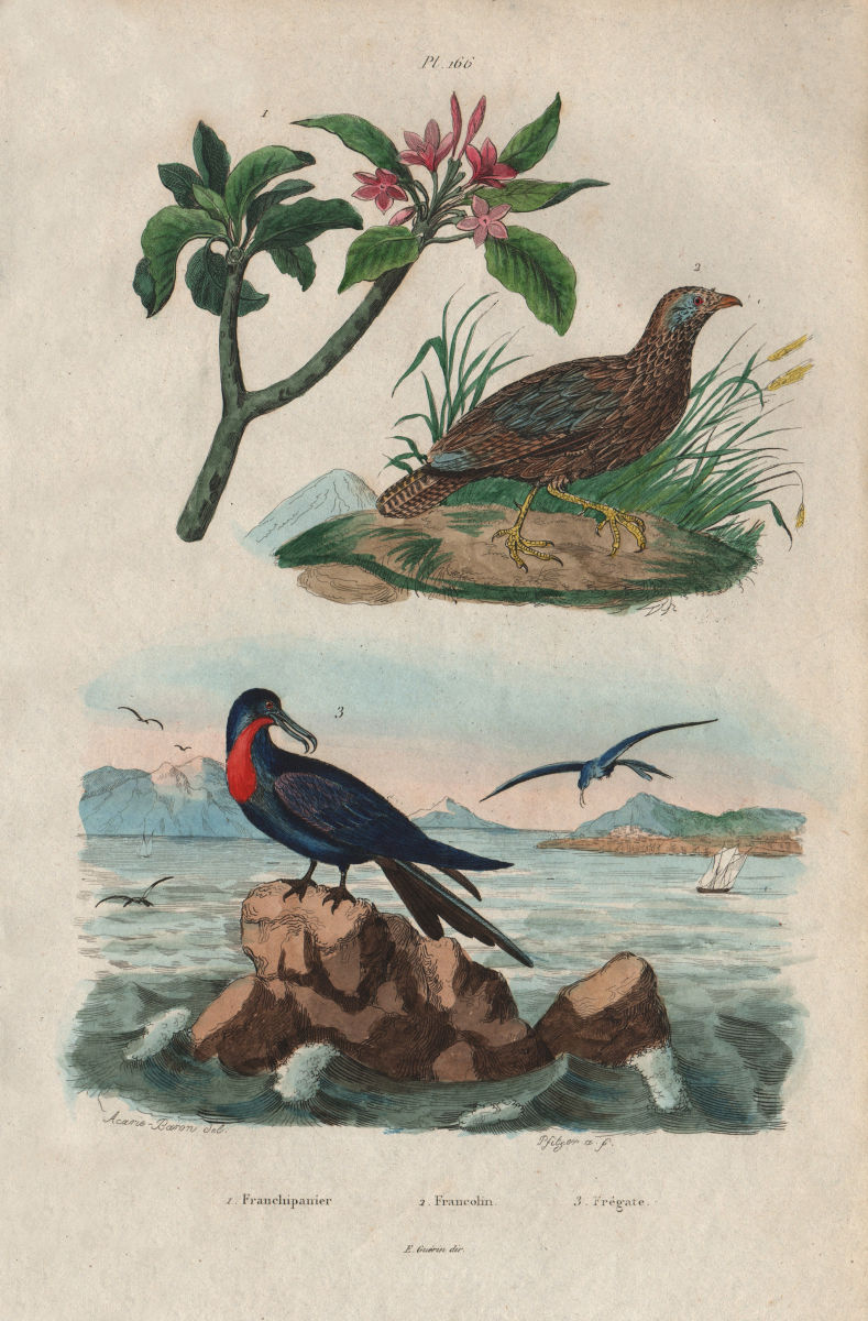 BIRDS. Frangipani. Francolin. Frégate (Frigatebird) 1833 old antique print