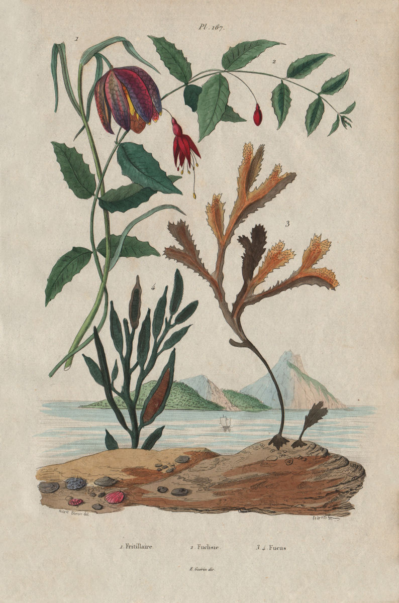 PLANTS. Fritillaire (Fritillary). Fuchsia. Fucus algae 1833 old antique print