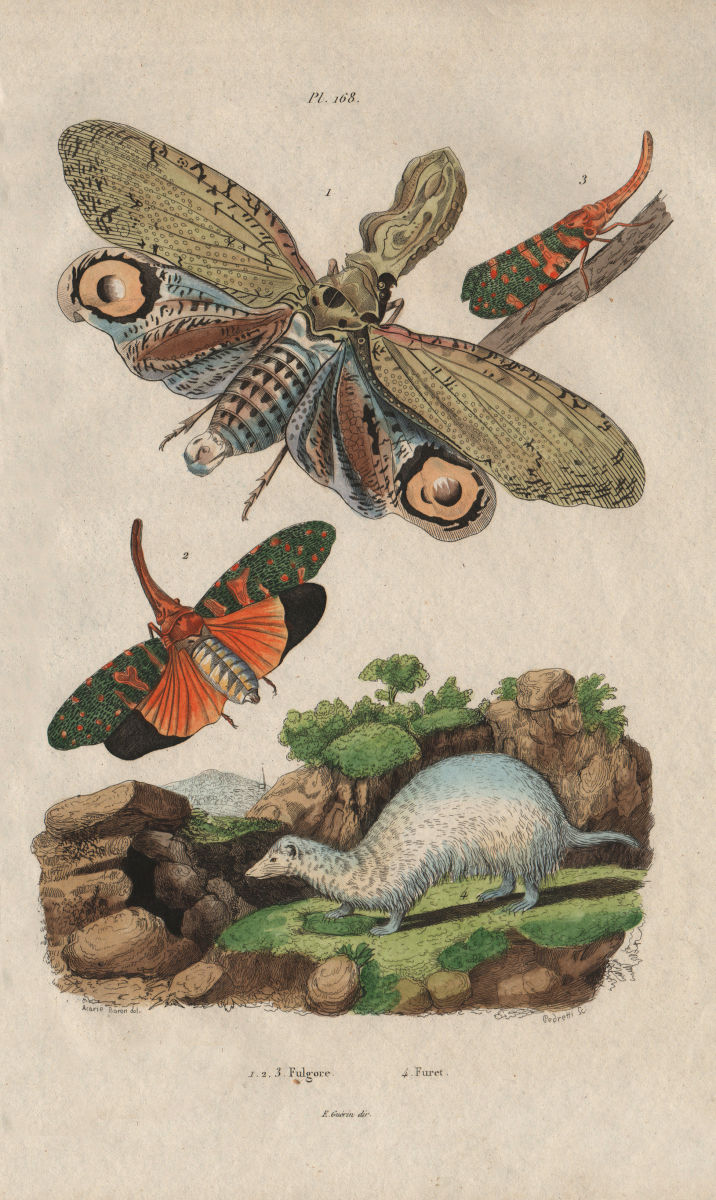 ANIMALS. Fulgora Laternaria (Lantern Fly). Planthopper. Furet (Ferret) 1833