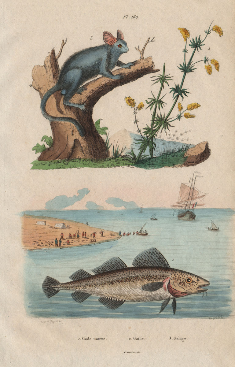 Associate Product Gade morue (Gade cod). Gaillet (Cleaver). Galago (Bushbaby) 1833 old print