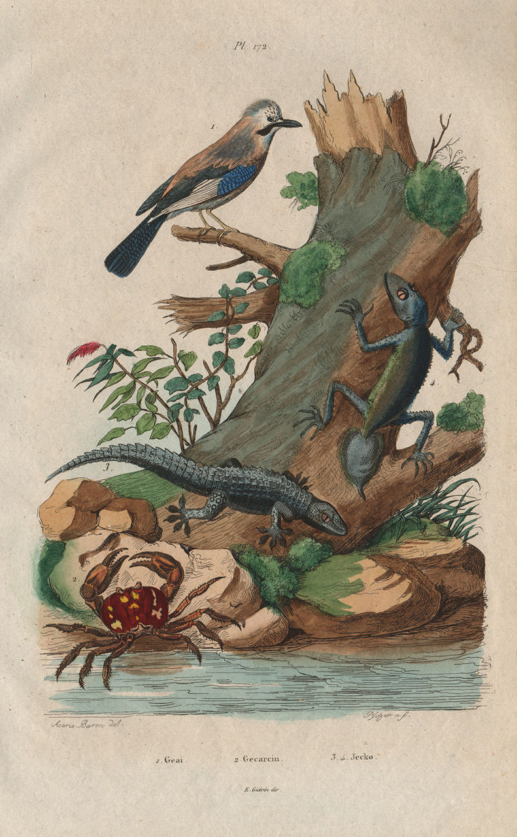 Associate Product Geai (Jay). Eurasian Jay. Gecarcinus (Land Crab). Jecko (Gecko) 1833 old print