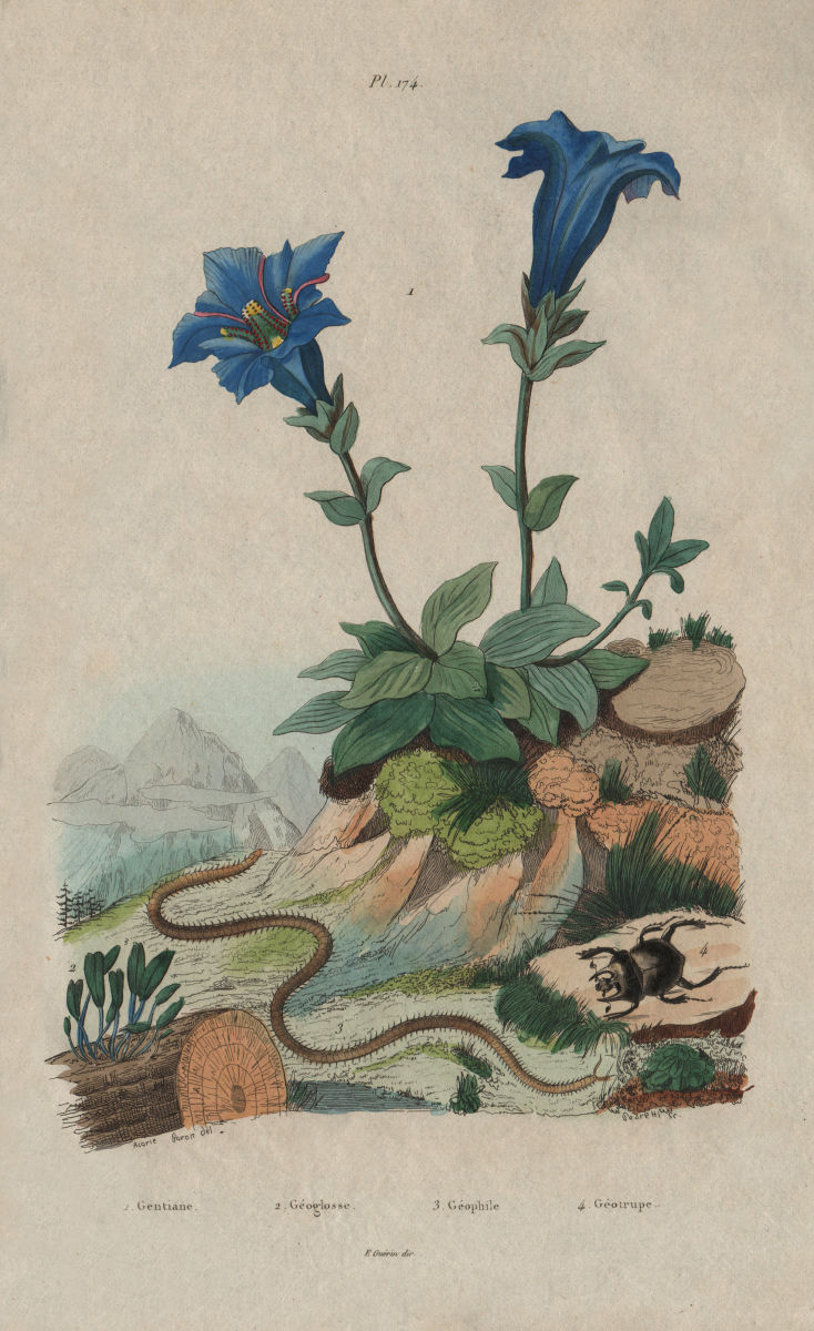 Gentianella. Geoglossum/earth tongues. Geophilus flavus/centipede.Geotrupes 1833