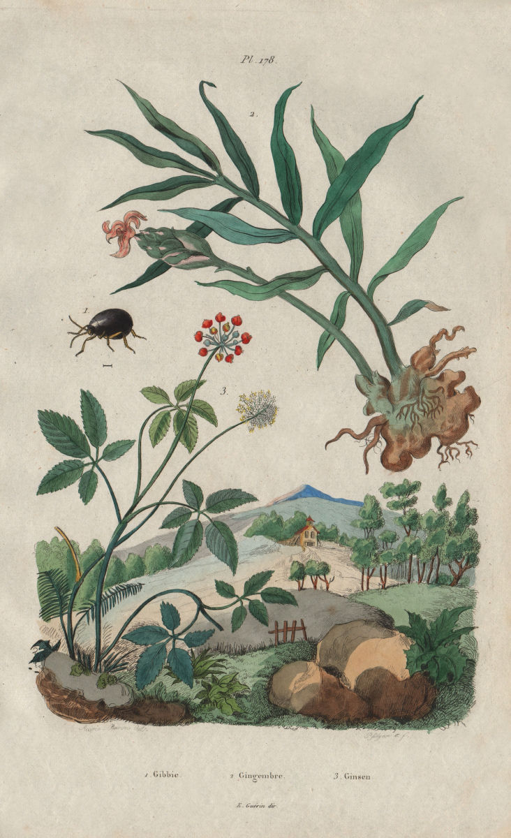 Gibbie (Dor-beetle). Gingembre (Ginger). Ginseng 1833 old antique print